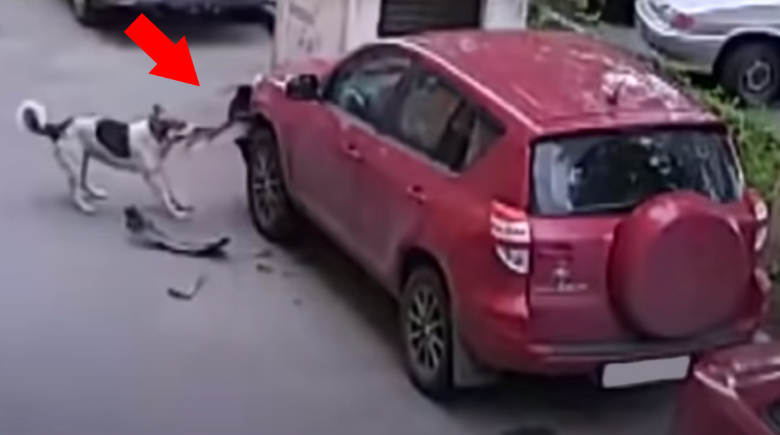 Что делать если собака повредила автомобиль?